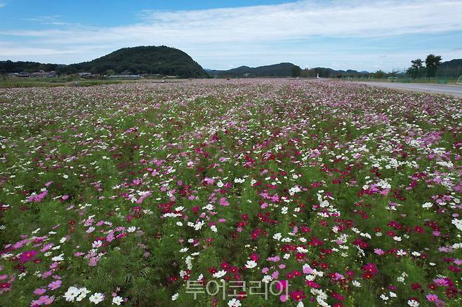 부여 백마강변 가을꽃 코스모스
