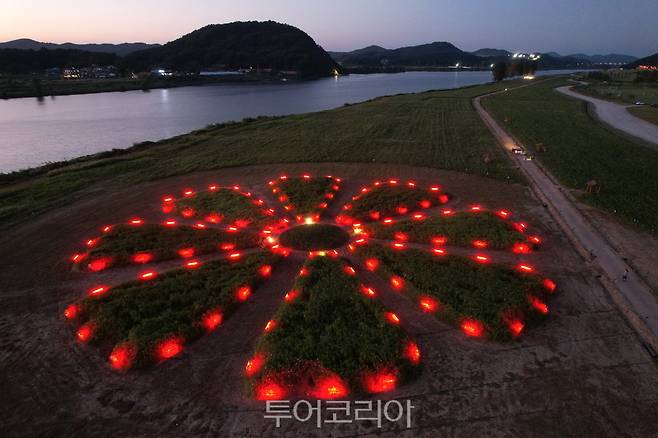 부여 백마강변 가을꽃 코스모스단지 야간경관