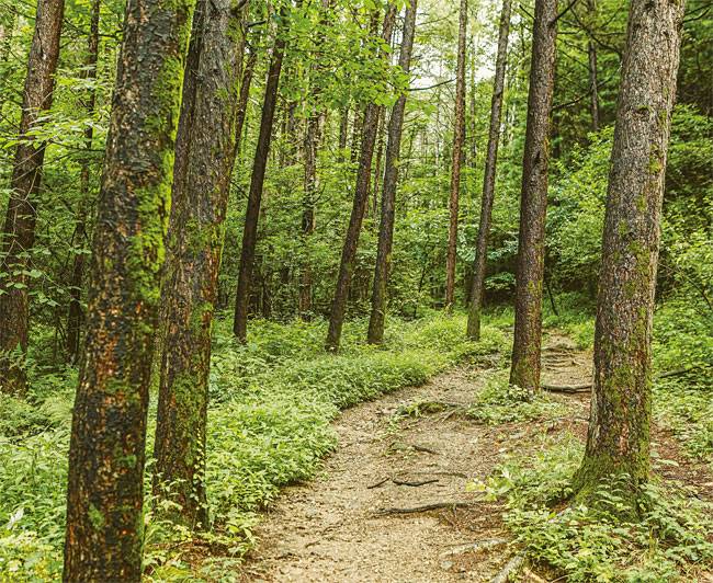 죽령옛길. 사진 최갑수