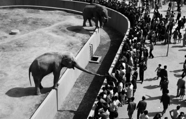 1974년 '창경원'의 코끼리. 국가기록원