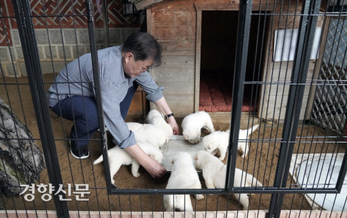 문재인 대통령이 지난 7월3일 사회관계망서비스(SNS)를 통해 북한에서 온 풍산개 ‘곰이’와 원래 데리고 있던 풍산개 ‘마루’ 사이에 낳은 새끼들을 공개했다. 청와대 제공