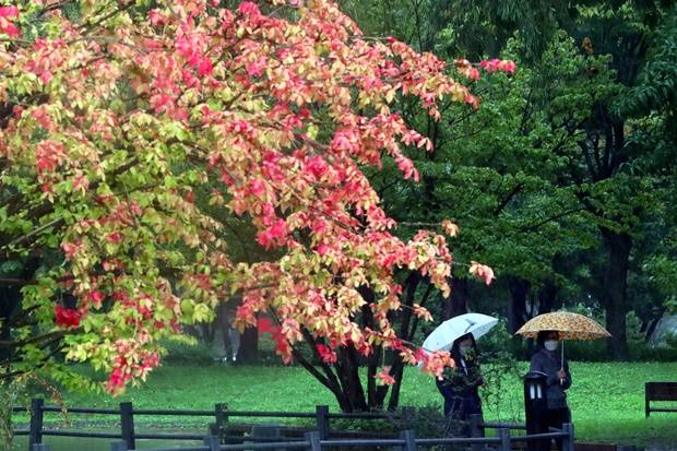 오는 29일은 전국이 대체로 흐리고 일부 지역에는 비가 내릴 것으로 예상된다. 사진은 절기상 백로인 지난 7일 오후 서울 영등포구 여의도 공원에서 우산은 쓴 시민이 산책하는 모습. /사진=뉴스1