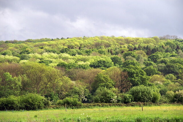 옥스퍼드대의 연구림인 와이덤 숲. 오랜 반자연 숲으로 박새의 장기연구로 유명하다. 위키미디어 코먼스 제공