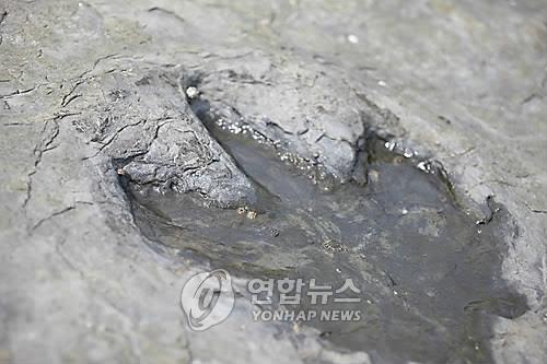 상족암 공룡발자국 화석 [연합뉴스 자료사진]