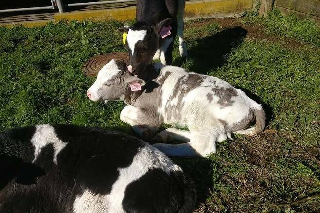뉴질랜드 연구진은 젖소의 얼룩무늬를 회색으로 바꾼 유전자편집 소를 탄생시켰다. 뉴질랜드 Agresearch 제공