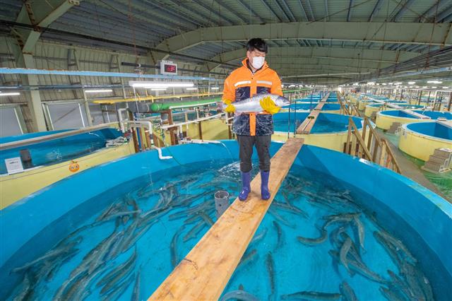 양양 대서양연어 시험연구 양식장에서 연구원들이 연어의 상태를 살피고 있다. 강원도환동해본부 제공