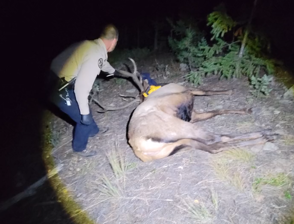 미국 콜로라도주에서 타이어에 목이 낀 채 발견된 사슴이 최근 타이어에서 해방됐다. 사진은 타이어에 목이 낀 사슴의 모습. /사진=트위터