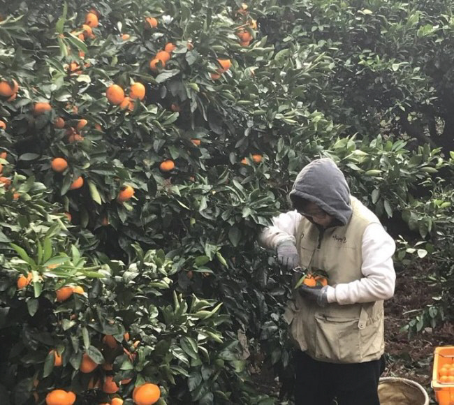 박경은 기자가 2018년 취재를 위해 제주 서귀포의 농장에서 귤을 수확하고 있다. 경향신문 자료사진