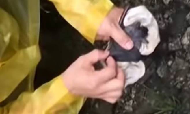 맨손으로 박쥐 다루는 중국 우한연구소 연구원의 모습 (특정 기사와 관련이 없음). 유튜브 동영상 갈무리
