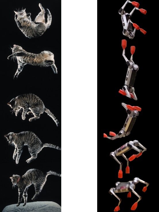 고양이는 높은 곳에서 떨어질 때 몸을 뒤틀어 네 발이 땅에 닿도록 안전하게 착지한다(왼쪽). 로봇개 미니치타도 고양이처럼 몸을 회전시켜 안전한 착지 자세를 잡는다(오른쪽)./미 노트르담대