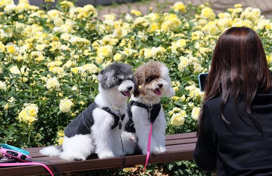 지난 5월 서울 송파구 올림픽공원 장미광장에서 장미꽃을 배경으로 강아지들 사진을 찍는 시민. 〈사진=연합뉴스〉