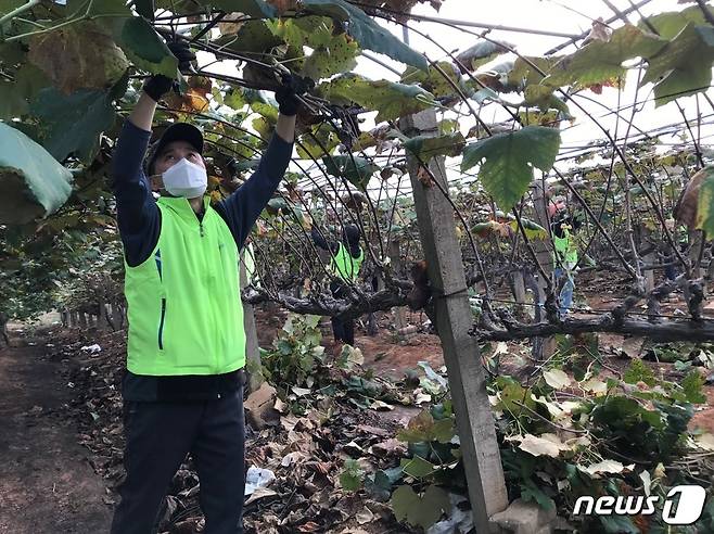 농협중앙회 인재개발원은 범농협 교육담당 직원들이 19일 경기 화성시 송산면 소재 포도재배 농가를 찾아 농촌일손 돕기를 펼치고 있다. © 뉴스1