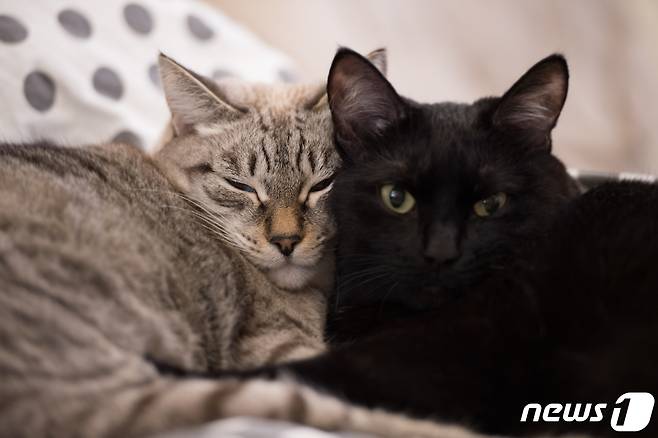 고양이들 (사진 이미지투데이) © 뉴스1