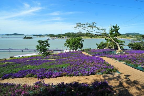 신안군 퍼플섬 반월, 박지도에 아스타 꽃 ⓒ 아시아경제
