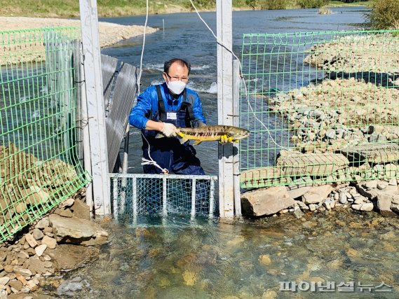 울산 울주군 범서읍 태화강 중류에서 포획된 지난 2020년 첫 회귀한 연어