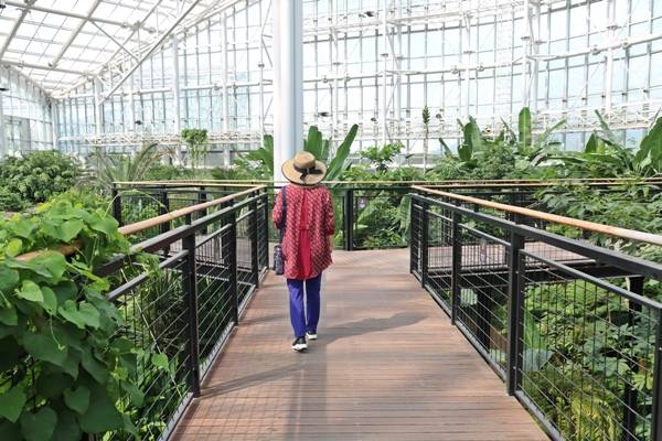 열대온실은 2.2m 높이에 설치된 데크길을 따라 관람한다.