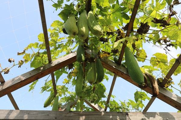 생활정원에 요즘 보기 힘든 수세미, 조롱박 등이 자라고 있다.