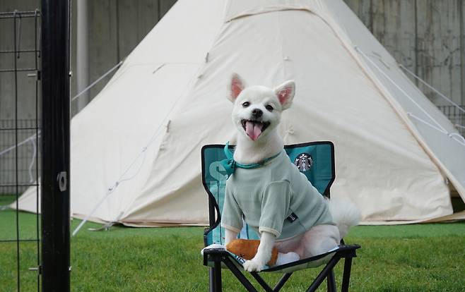 캠핑하는 반려동물