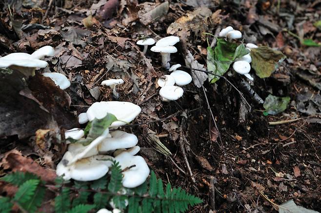 공작산에서 찾은 버섯들. 아직 버섯 철이 아니어서인지 식용 가능한 잘 알려진 버섯은 찾지 못했다. 버섯도 나름 숲을 치장하는 노리개처럼 하나하나가 묘하고 아름답다.