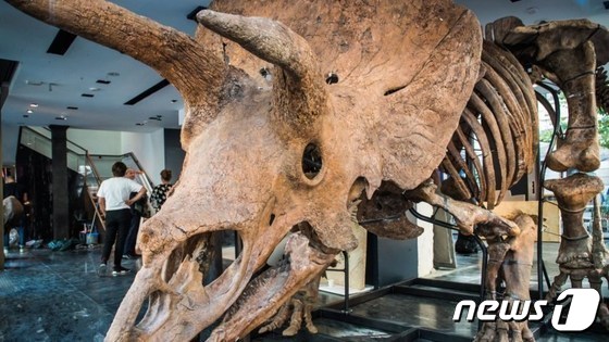 트리케라톱스 '빅 존'의 화석 © 뉴스1