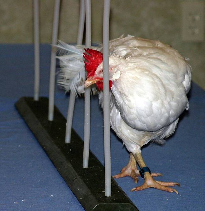 닭들은 특정 색을 쪼는 것뿐 아니라 링이나 장애물 통과, 신발끈 풀기 등의 고난이도 훈련도 소화해낸다. 테리 라이언 제공
