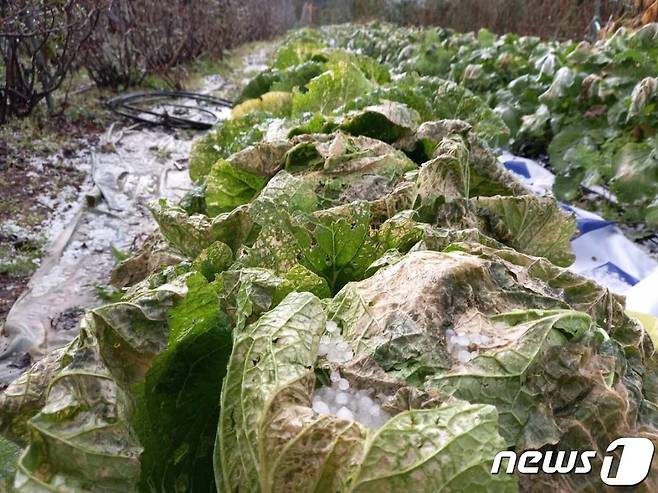 22일 오후 제천시 송학면 배추밭에 우박이 내려 수확을 앞둔 배추들이 피해를 입었다.(독자제공)© 뉴스1