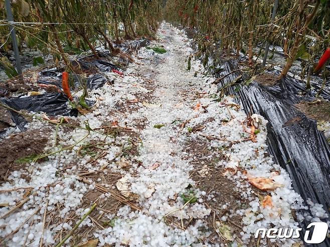22일 오후 제천시 송학면 고추밭에 우박이 내려 피해를 입은 농민들이 울상을 짖고 있다.(독자제공)© 뉴스1