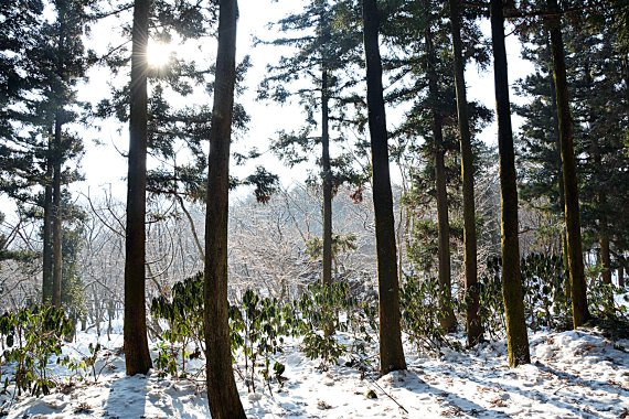 성판악 등산로의 전나무 사이로 아침해가 떠오르고 있다. /사진=투어플랜트