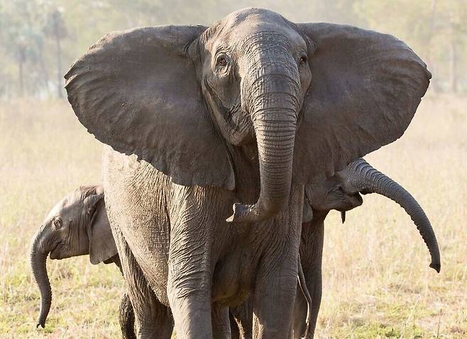 모잠비크 고롱고사 국립공원에서 엄니가 없는 무리의 우두머리인 암컷 코끼리가 두 마리의 새끼를 데리고 있다. 에이피(AP)/ 연합뉴스