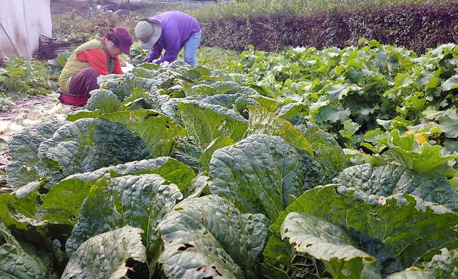 쌀쌀한 날씨를 보인 16일 강원 춘천시 외곽의 농촌 마을에서 주민이 월동용 김장을 마련하기 위해 배추를 서둘러 수확하고 있다. (사진=연합뉴스)