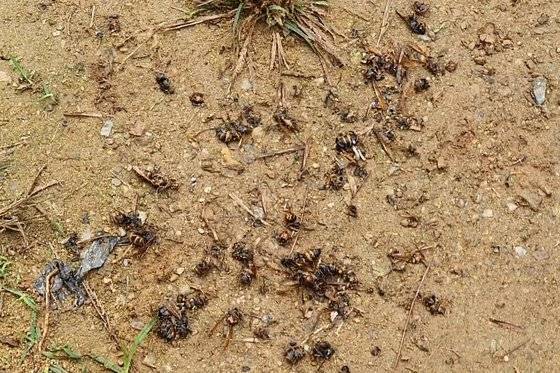 경기도 화성 소재 양봉장 인근에 즐비한 말벌 사체. 강주안 기자