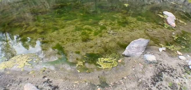 하이트 코브 등산로 주변 강에서 확인된 녹조류 (사진:CNN 캡처)