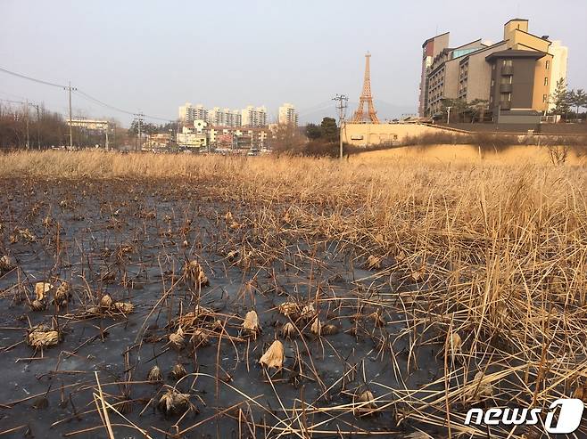 24일 충북 충주시가 수달 서식지 논란이 있던 청소년 실내놀이 체육시설 용지를 새로 찾기로 했다고 밝혔다. 사진은 애초 건립 예정지로 꼽혔던 더 베이스 호텔 옆 호암늪지에서 발견된 수달 배설물.(뉴스1 DB)2021.10.22/© 뉴스1