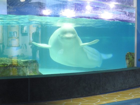 롯데월드 아쿠아리움에서 폐사한 흰고래 ‘벨리’의 생전 모습. 몸집에 비해 매우 좁은 수조에서 생활했다. 핫핑크돌핀스