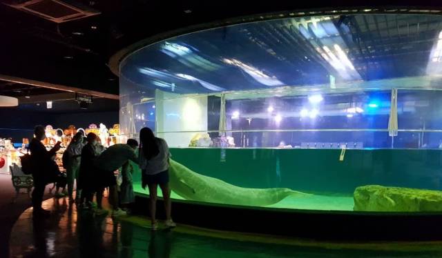 벨라의 조그만 수조. /사진=핫핑크돌핀스