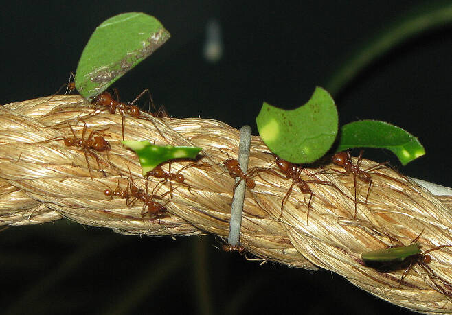 가위개미는 나뭇잎을 썰어 모아 곰팡이를 길러 먹는 농사짓는다. 집단이 클수록 일개미의 뇌가 작은 것으로 밝혀졌다. 에이드리언 핑스톤, 위키미디어 코먼스 제공.