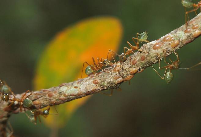 베짜기개미는 50만 마리 이상이 거대한 집단을 이루기도 한다. 마크 마라톤, 위키미디어 코먼스 제공.