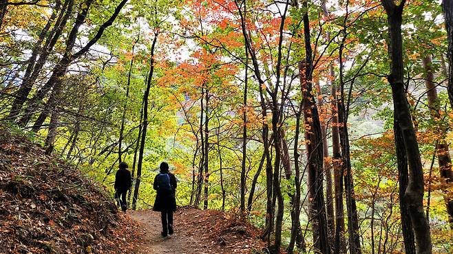 나무는 하늘을 덮었다. 숲길에선의 하늘 빛은 단풍색이 된다. 가을속으로 들어가는 탐방객들의 발걸음이 가벼워 보인다. 김상선 기자