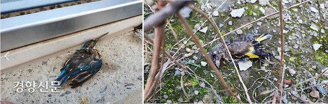 제주도민 함승우씨가 발견한 애월항 방진 유리벽에 부딪혀 죽은 물총새와 방울새 사체. 함승우씨 제공