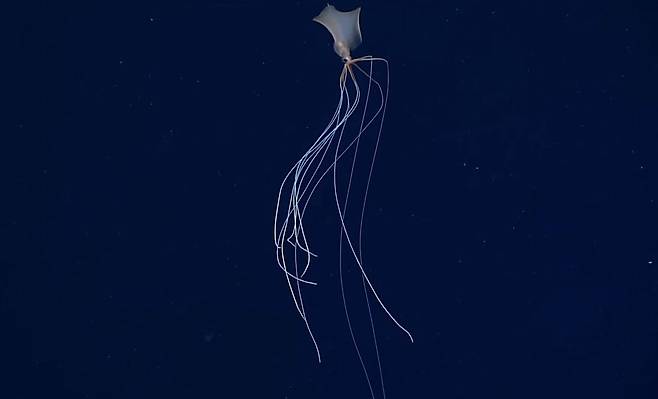 NOAA 심해 잠수정에 포착된 빅핀 오징어.