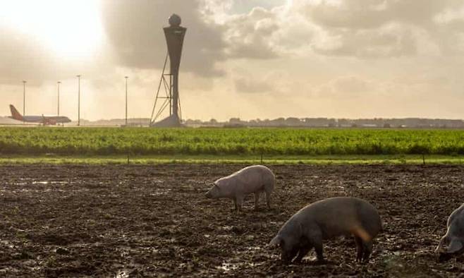 네덜란드 암스테르담 스키폴 공항에서 돼지들이 농작물을 먹고 있다. /사진= 가디언 트위터 캡처.