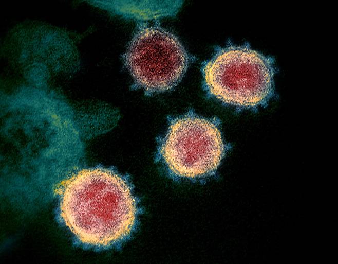 코로나 바이러스의 전자현미경 사진. 가운데 붉은 부분이 유전물질인 RNA와 이를 감싼 뉴클레오캡시드 단백질이다. 뉴클레오캡시드의 돌연변이가 델타 변이의 전염력을 높이는 것으로 나타났다./NIAID