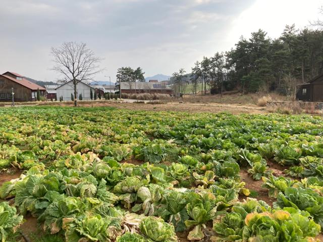 24일 전북 고창군 상하면 소재 상하농원의 배추밭에서 베타배추가 수확을 기다리고 있다. 상하농원 김치는 이곳에서 기른 베타배추를 절여 담근다. 무와 당근도 직접 수확할 수 있다. 박지연 기자