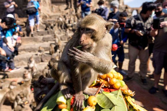 태국 롭부리에서 2년 만에 ‘원숭이 축제’가 열렸다. 사진=AFP 연합뉴스