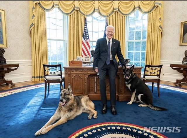[서울=뉴시스]조 바이든 대통령이 퍼스트 도그 두 마리와 함께 집무실에서 포즈를 취한 모습. (사진=백악관 트위터 캡처) 2021.03.09.