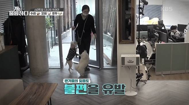 In the United States, 8% of companies are allowed to go to work with Pet. This trend is expanding.In fact, it is said that it is effective in improving work productivity.KBS2 <Dogs Are Incredible>, which was broadcast on the 29th, showed a start-up (co-head) who dreams of a Pet company.The Kang Hyung-wook  trainer, who watched the scene, shook his head silently, (of course) judging there was a problem.The Guardian was troubled by the gap between dreams and reality, and he was worried that there would be a complaint among the ones.He was aware of himself, but he thought he should try harder. He was at the crossroads of the reality that was different from his dreams.Im a professional trainer, a companion, and a representative of a Pet commuting company, and Im a perfect baker. I have no standards.(Kang Hyeong-book Training Company)Kang Hyung-wook  said his company is also a Pet company, and now 25 direct ones and 19 dogs are on their way to work.He stressed that for Pet partners there should be clear rules, because otherwise it cannot operate properly.In his case, he added that he is trying to make sure that all of the compositions are not uncomfortable by conducting surveys on Pet companions and non-partners.On the other hand, in the case of Guardian, there were no standards in the company, and there was no consideration for uncomfortable people.Kang Hyung-wook  was sent to the office to meet Guardian.The Guardian was holding Walnuts The neck line, which was vigilant and kissed outsiders, but Walnut allowed him to approach Kang Hyung-wook  and smell it.Kang Hyung-wook  pointed out sharply why he did not ask his doctor.Pet companion company rules1. Use of Kennel (use of lead line when moving) within the company;2. Do not place Pet on the couch or knee;3. Installing safety fences at the door;4. Not to greet the representative with a good grace;5. Prohibition of holding a pet during conversation;6. Prettier only at designated places;7. Removing bells;Kang Hyung-wook  said he (representative) does not greet the direct Ones as he walks past the dog, to prevent the dog from mistaking it.He added that the representative should first control Pet at a high level because Pet feels the Guardians attitude.He also explained that by being more polite to the Ones, we should recognize that this is a space to be careful.If it is a house, dogs can go up on the couch, but the company should not go up on the couch and chair.Also, you should not forget to set up safety fences to separate the work space from the space that prettiers the dogs.Kang Hyung-wook  emphasized that, above all, the place where dogs should be in the company should be Kennel.He said he shouldnt bring it to the company if he didnt want to keep it in Kennel.The Guardian, who heard it, suddenly called in a twist and started to talk.The panicked Kang Hyung-wook  soon regained his coolness and restrained him from holding a dog during conversation with others, as the dog became wary of the other.He also advised that the delivery be left outside the door, and that the guest would be able to meet the dog outside to help lower the dogs vigilance.Pets not a day care center. Its not a child. Its a place that allows you to bring Pet.You have to keep the rules and work and be caring and respecting each other. (Kang Hyung-wook  )Kang Hyung-wook  advised the Guardian that he needed to show a decisive leader.In his case, he shows dogs walking on purpose in the company, which gives him a sense of stability and conveys a message that he does not have to be wary of the surroundings anymore.Its a process of identifying who the leader is, and its also about keeping dogs out of work space.I respect Guardians dream of creating a happy company with Pet, and its also a point that our society should be thinking about in the ten million years of Pet.However, in order to do so, there must be clear rules in the company, and you should carefully take care of whether there is any inconvenience to your direct ones.The only thing that can be seen is that bringing a dog without such a process is to abuse the authority as a representative.