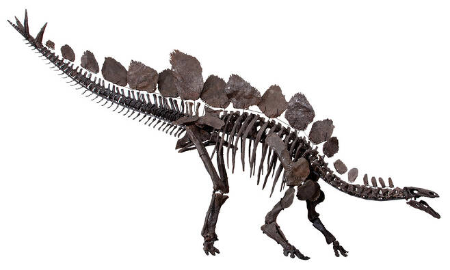 런던 자연사박물관에 전시된 스테고사우루스류 공룡의 모형. 위키미디어 코먼스 제공.