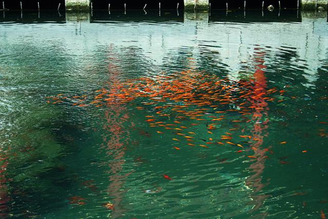 표돌천 서쪽 관란정 아래 물속에서 물고기들이 꽃잎처럼 헤엄치고 있다. Ⓒ최종명