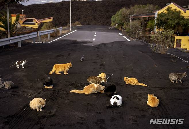 [라팔마=AP/뉴시스] 3일(현지시간) 스페인 카나리아제도 라팔마섬에서 고양이들이 화산재로 뒤덮인 도로 위에서 먹이를 먹고 있다. 2021.12.08.