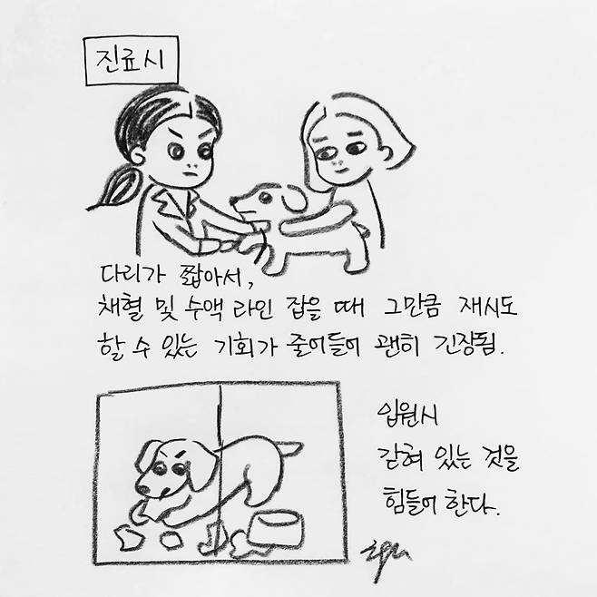 해피펫툰 닥스훈트(한인가 수의사 제공) © 뉴스1